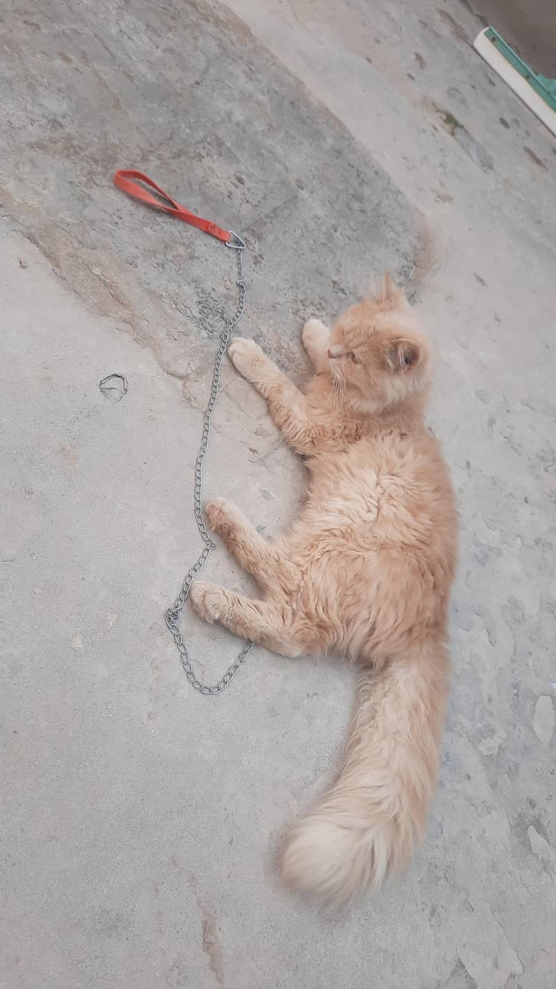 Siberan cat 2