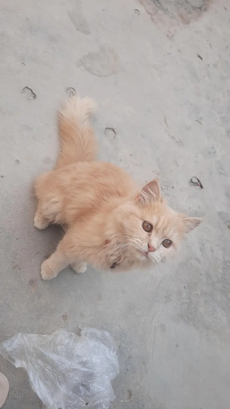 Siberan cat — photo 4