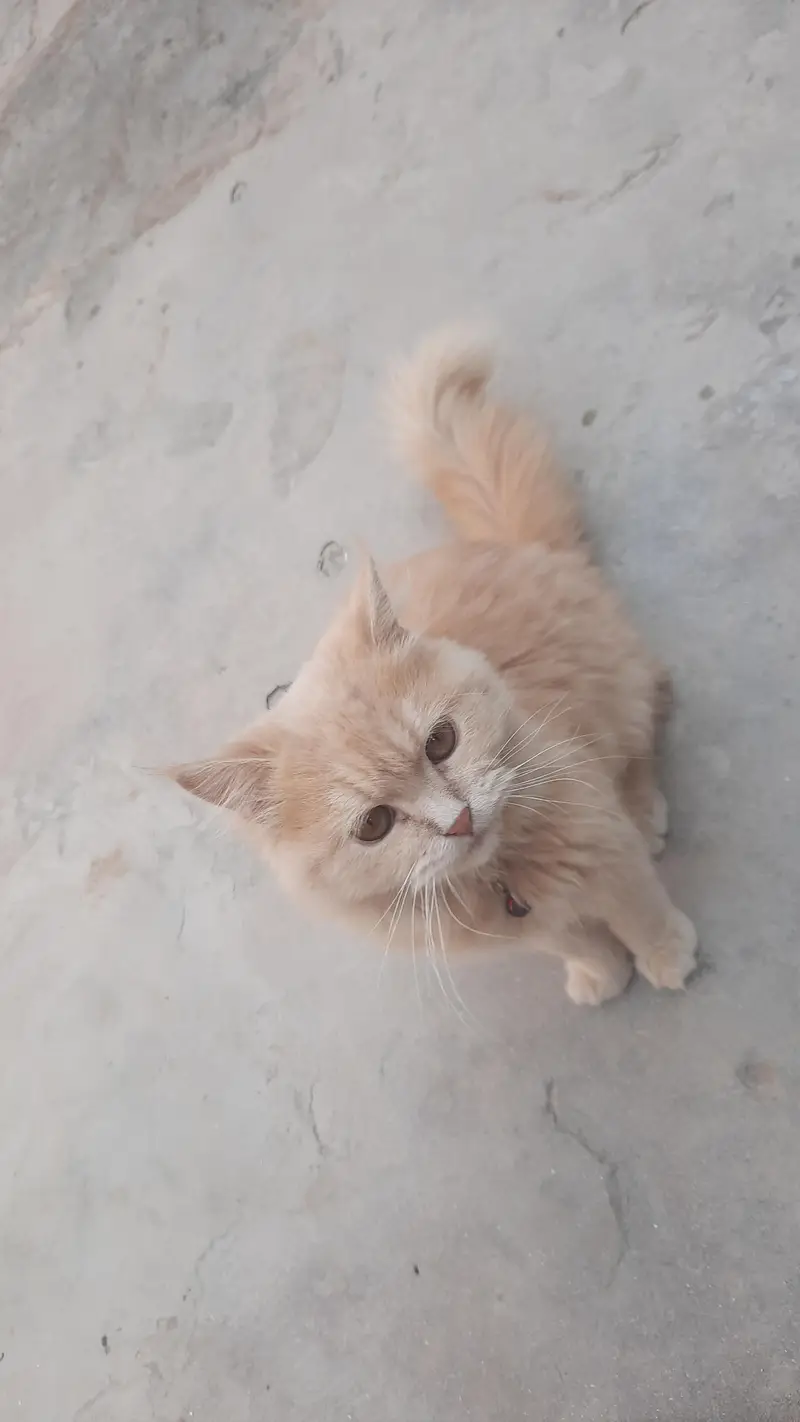 Siberan cat — photo 5