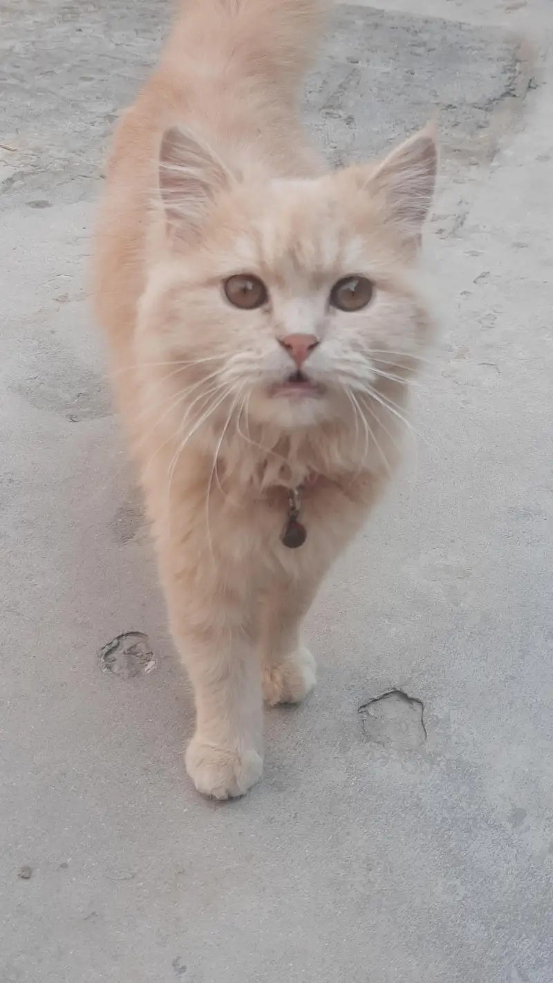 Siberan cat — photo 6