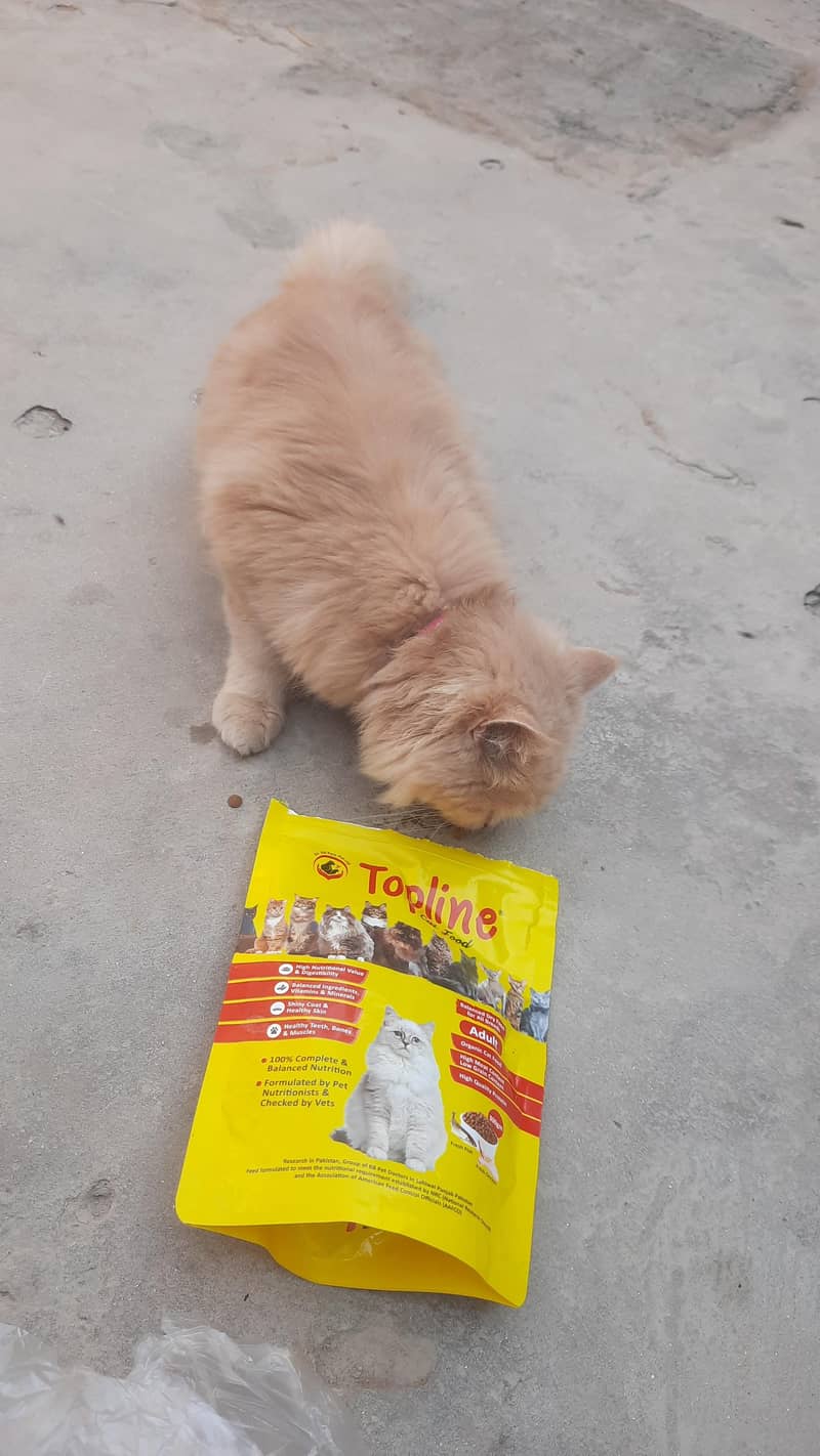 Siberan cat 6