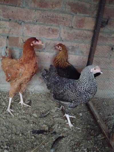 Andy dene wali murgiya available hai 03164184511