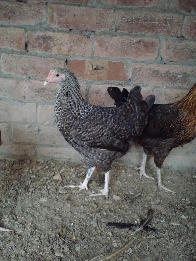 Andy dene wali murgiya available hai 03164184511 — photo 2