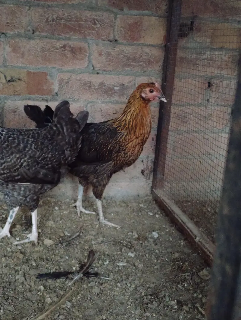 Andy dene wali murgiya available hai 03164184511 — photo 5