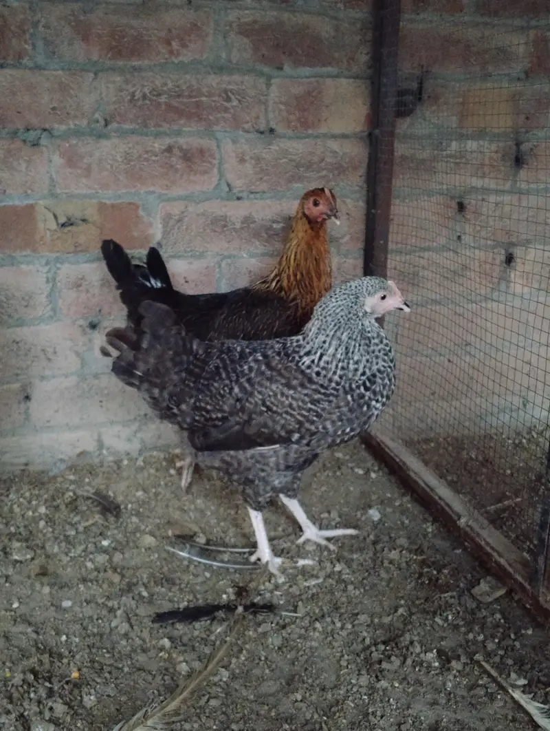 Andy dene wali murgiya available hai 03164184511 — photo 6