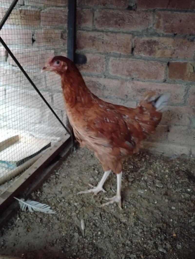 Andy dene wali murgiya available hai 03164184511 — photo 7