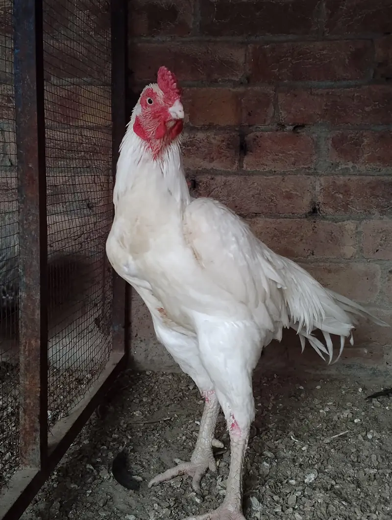 Andy dene wali murgiya available hai 03164184511 — photo 9