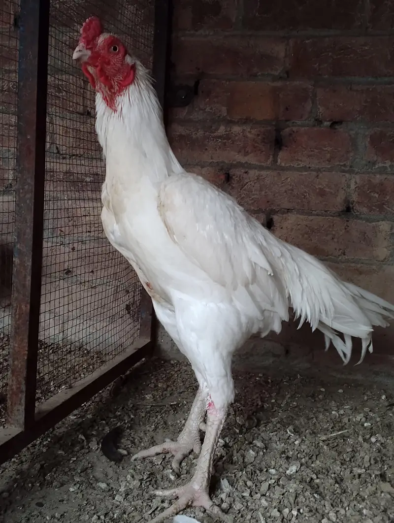 Andy dene wali murgiya available hai 03164184511 — photo 11
