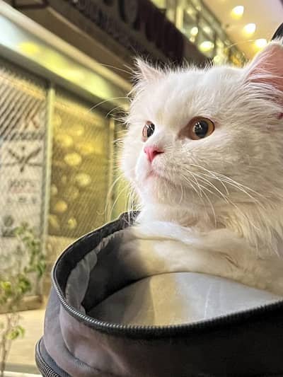 Persian Cat For Sale
