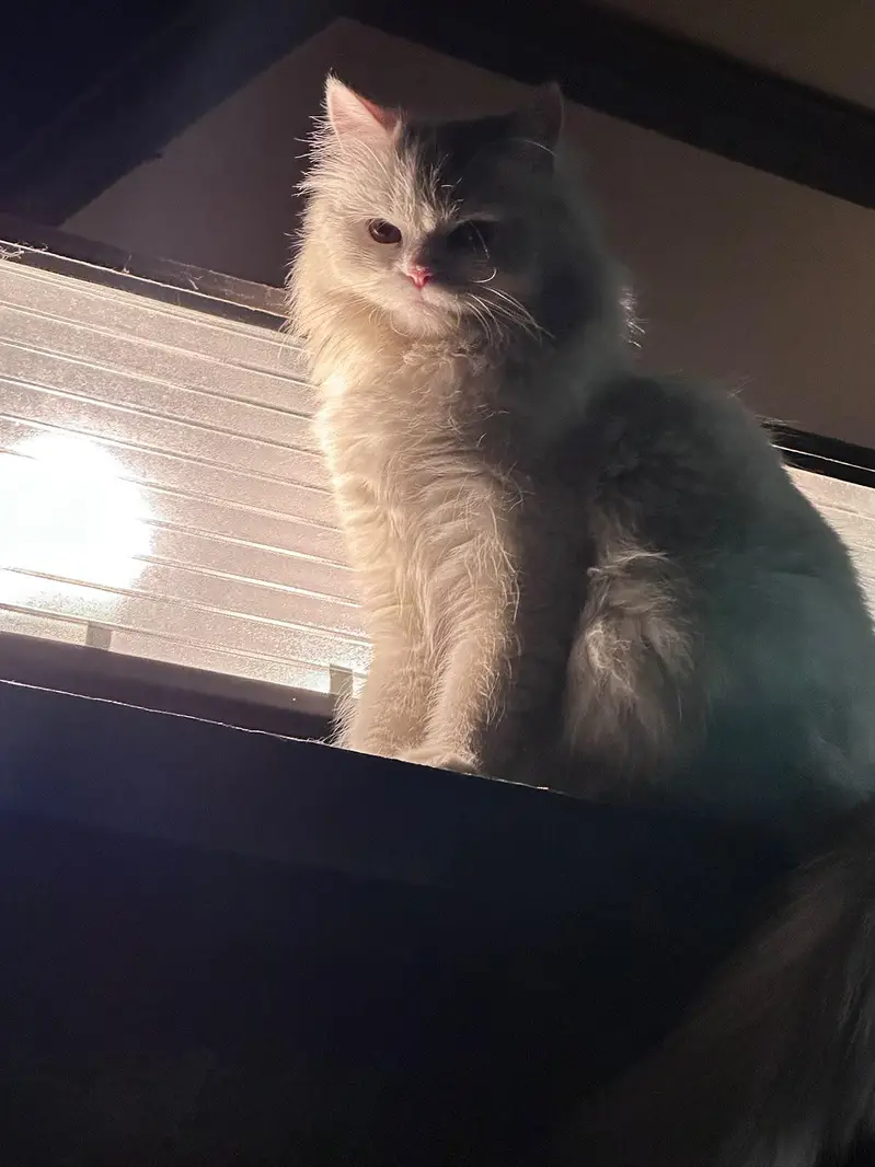 Persian Cat For Sale — photo 2