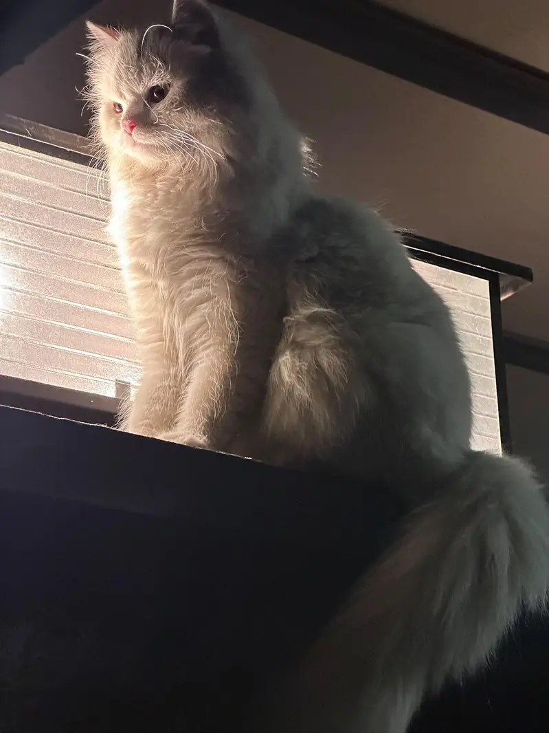 Persian Cat For Sale — photo 3
