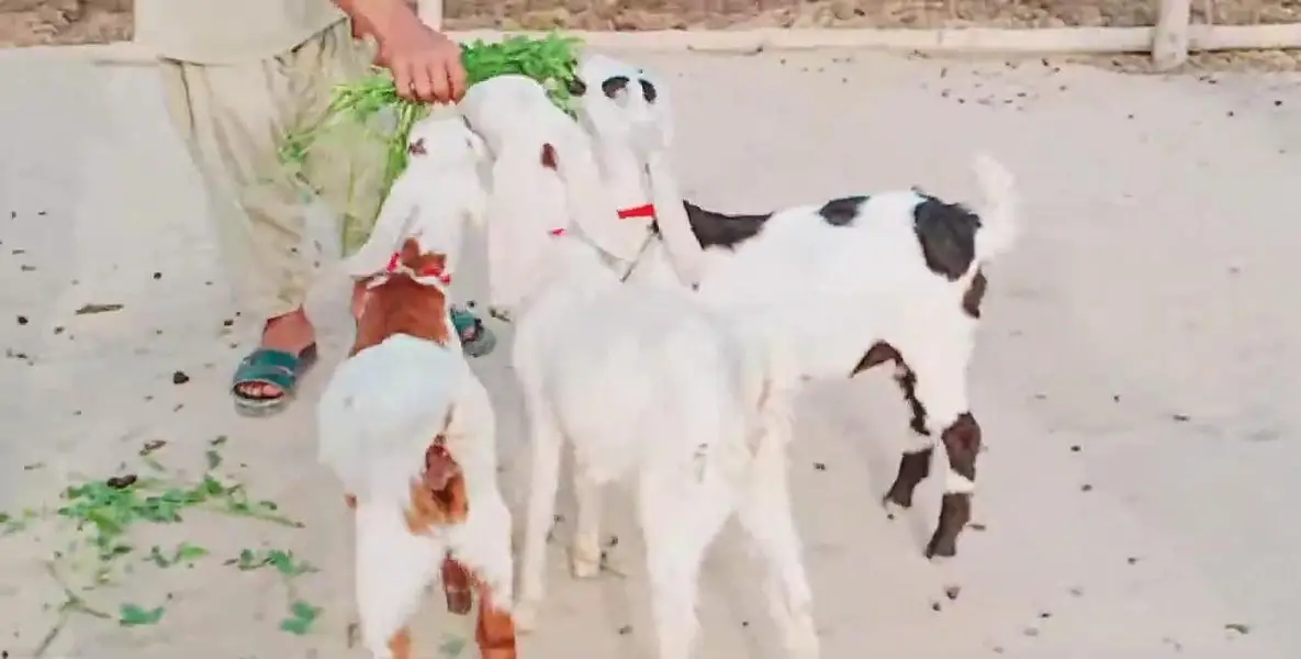 3 Bacchon Ka Sath Desi Bakri For Sale _ 0323OO24289 — photo 2