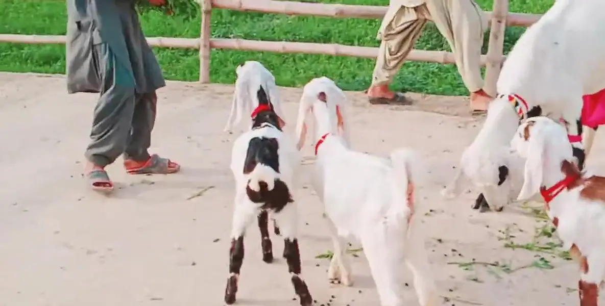 3 Bacchon Ka Sath Desi Bakri For Sale _ 0323OO24289 — photo 3