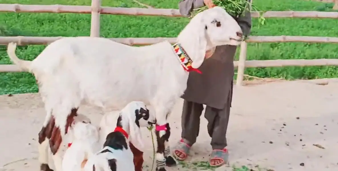 3 Bacchon Ka Sath Desi Bakri For Sale _ 0323OO24289 — photo 4
