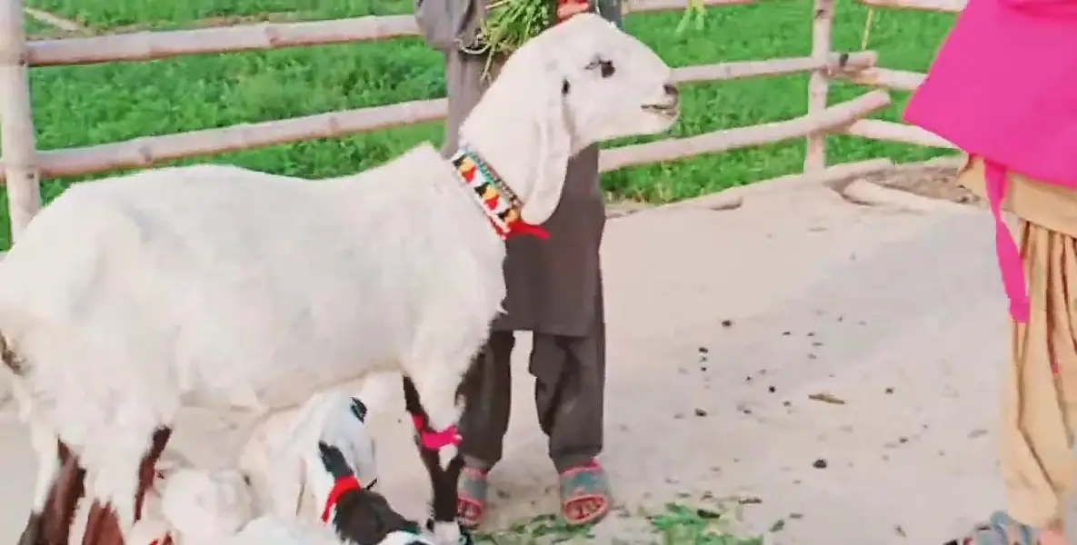 3 Bacchon Ka Sath Desi Bakri For Sale _ 0323OO24289 — photo 5