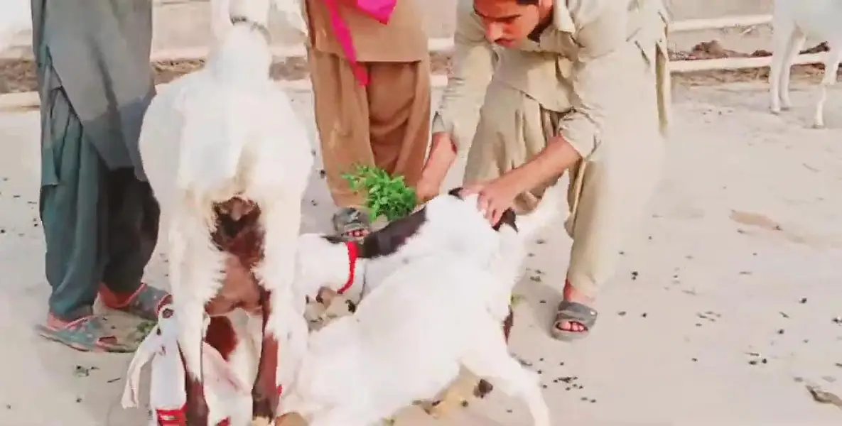 3 Bacchon Ka Sath Desi Bakri For Sale _ 0323OO24289 — photo 6