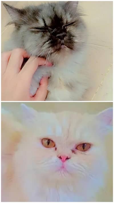 Two Persian cats for urgent sale each cat (12k)