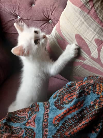 very playful kitten for sale