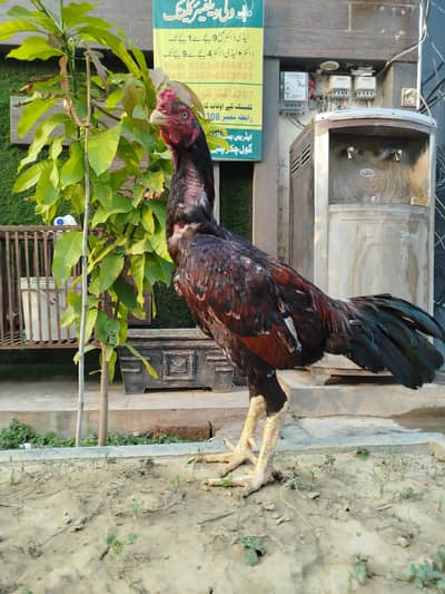 aseel lakha male for sale
