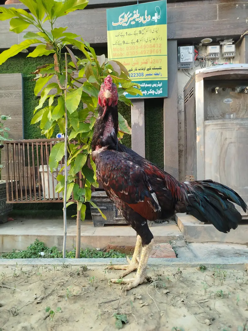 aseel lakha male for sale — photo 2