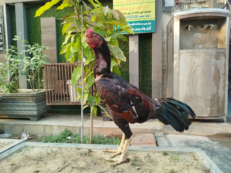 aseel lakha male for sale — photo 3