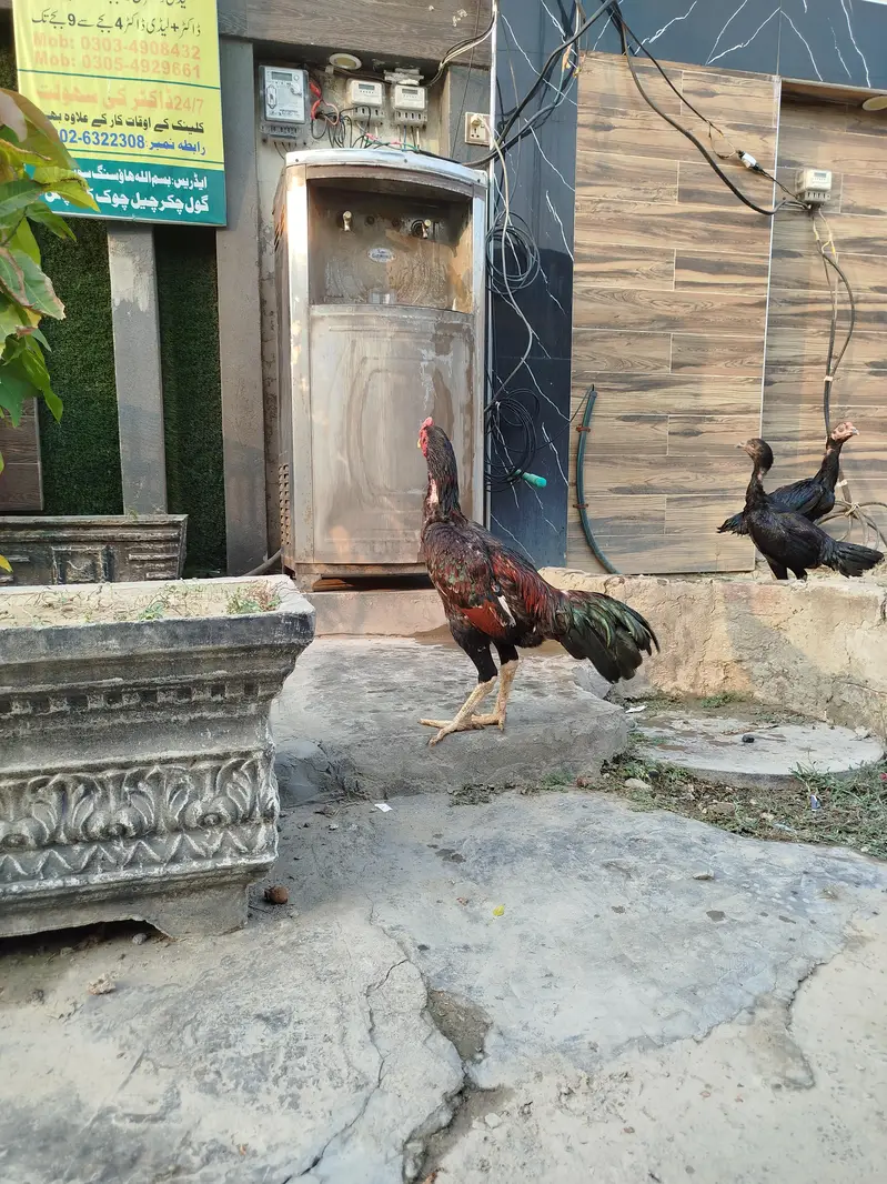 aseel lakha male for sale — photo 4