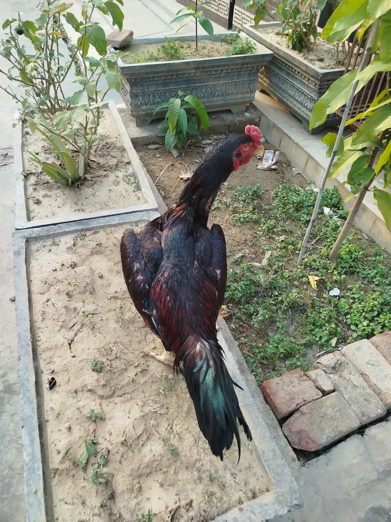 aseel lakha male for sale — photo 5