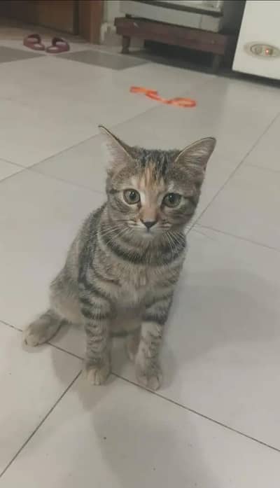 Persian Punch Face Male Kitten –Vaccinated & Litter Trained