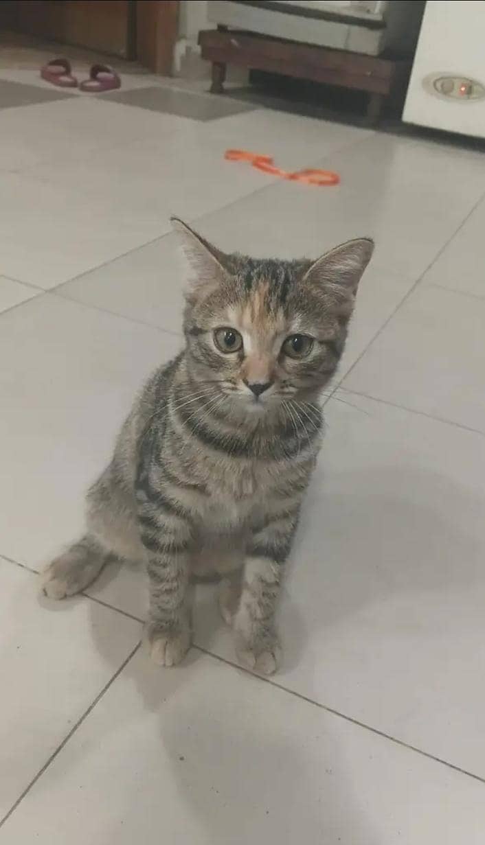 Persian Punch Face Male Kitten –Vaccinated & Litter Trained - Cats ...