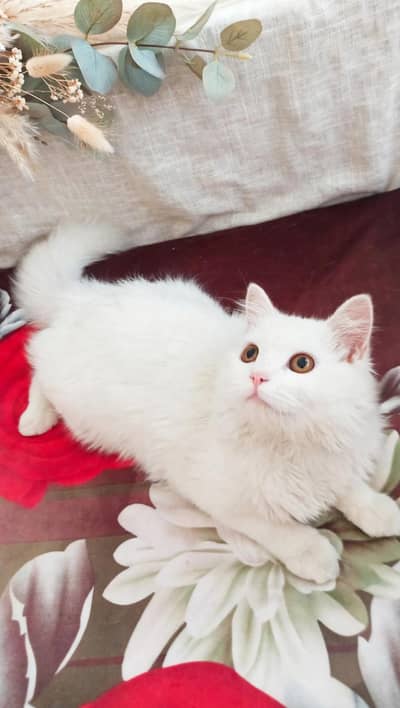 black Russian persain cat 8 month triple coat healthy