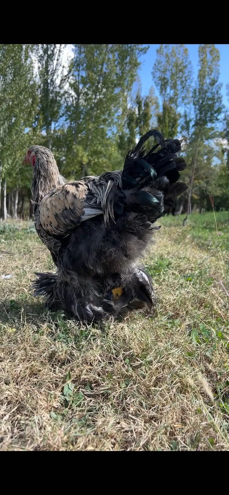 Dark mottled Brahma  gilgit — photo 3