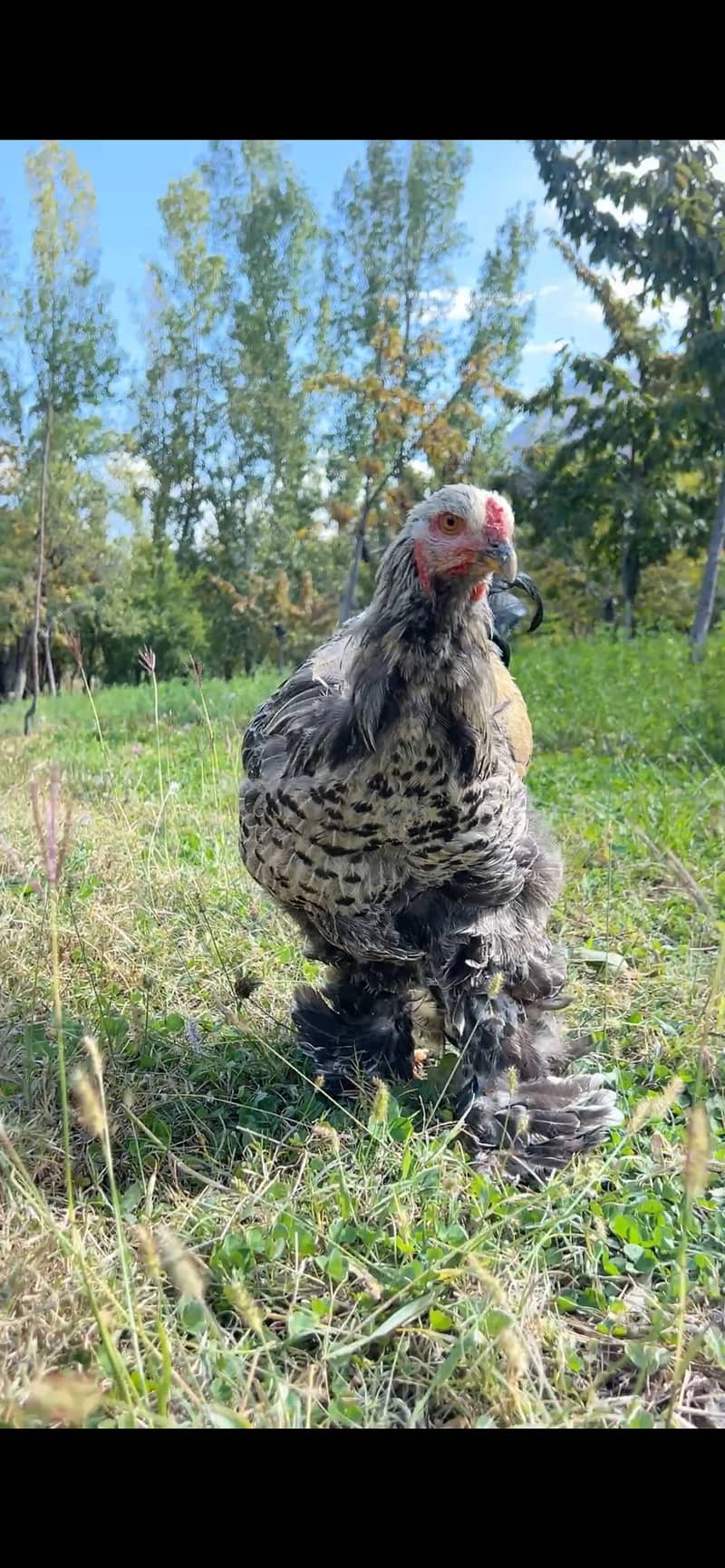 Dark mottled Brahma  gilgit 0