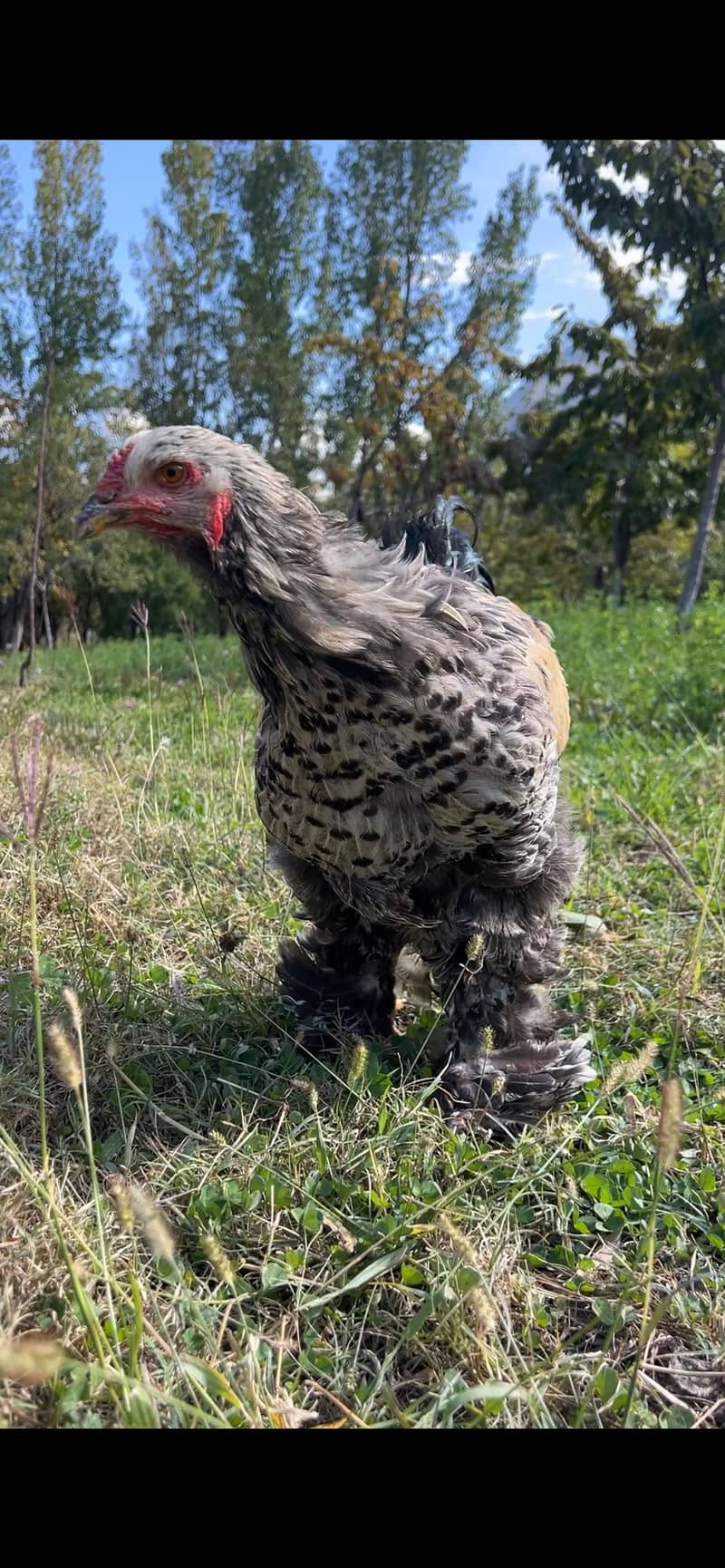 Dark mottled Brahma  gilgit 3