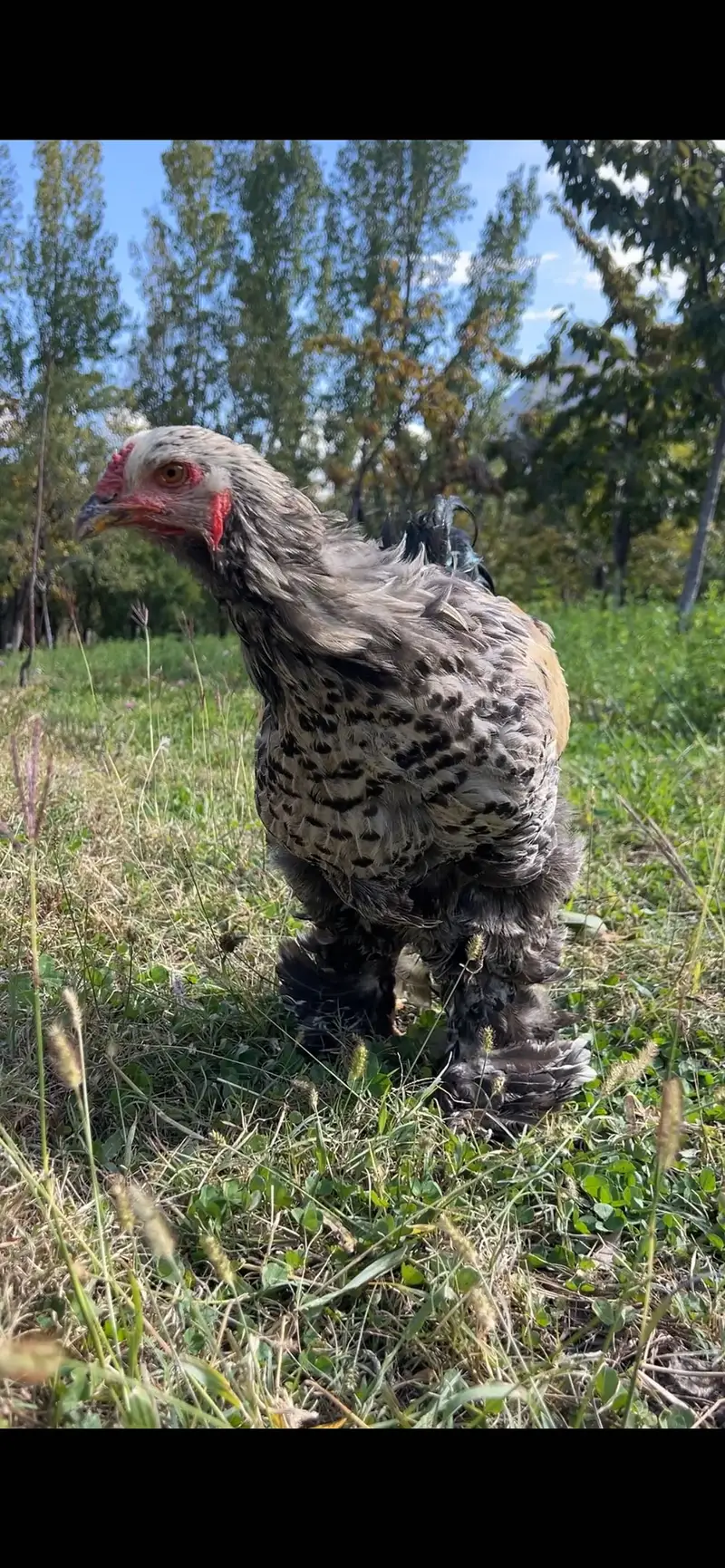 Dark mottled Brahma  gilgit — photo 4