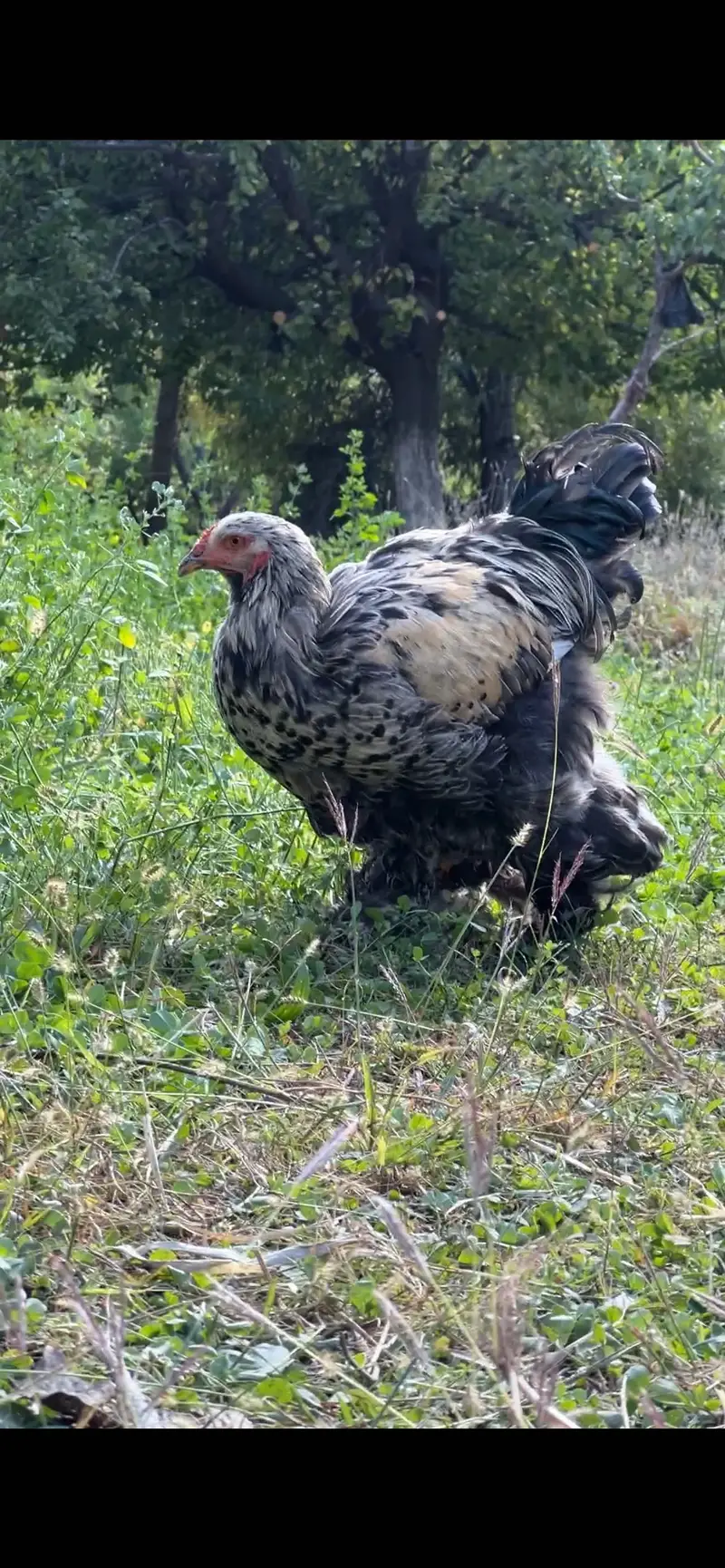 Dark mottled Brahma  gilgit — photo 2