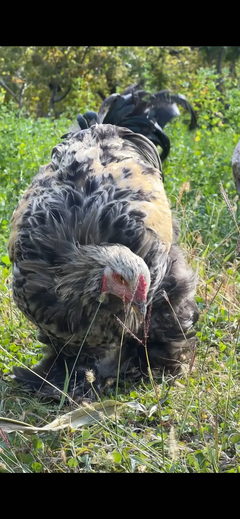 Dark mottled Brahma  gilgit — photo 5