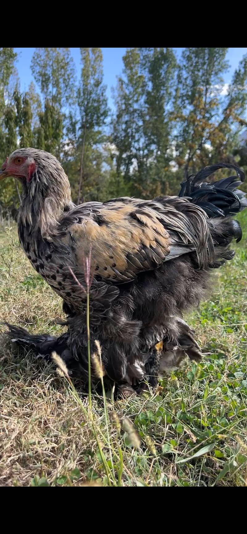Dark mottled Brahma  gilgit 5