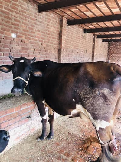 Friesian cross cow