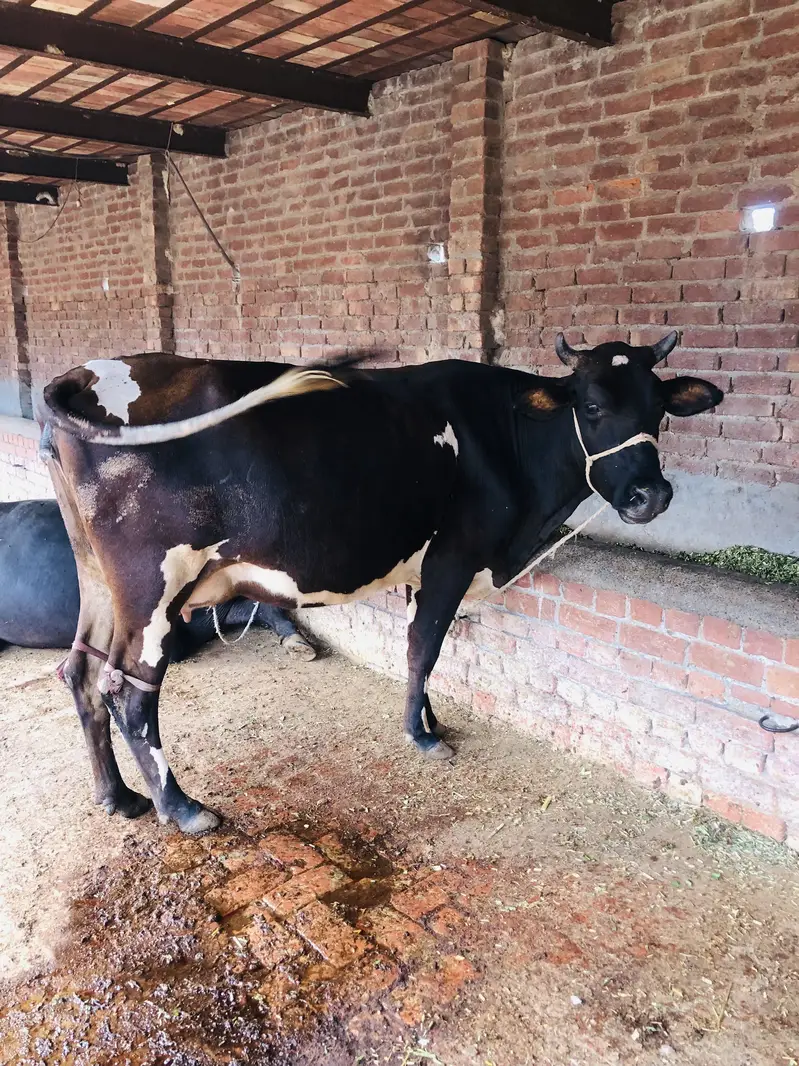 Friesian cross cow — photo 3