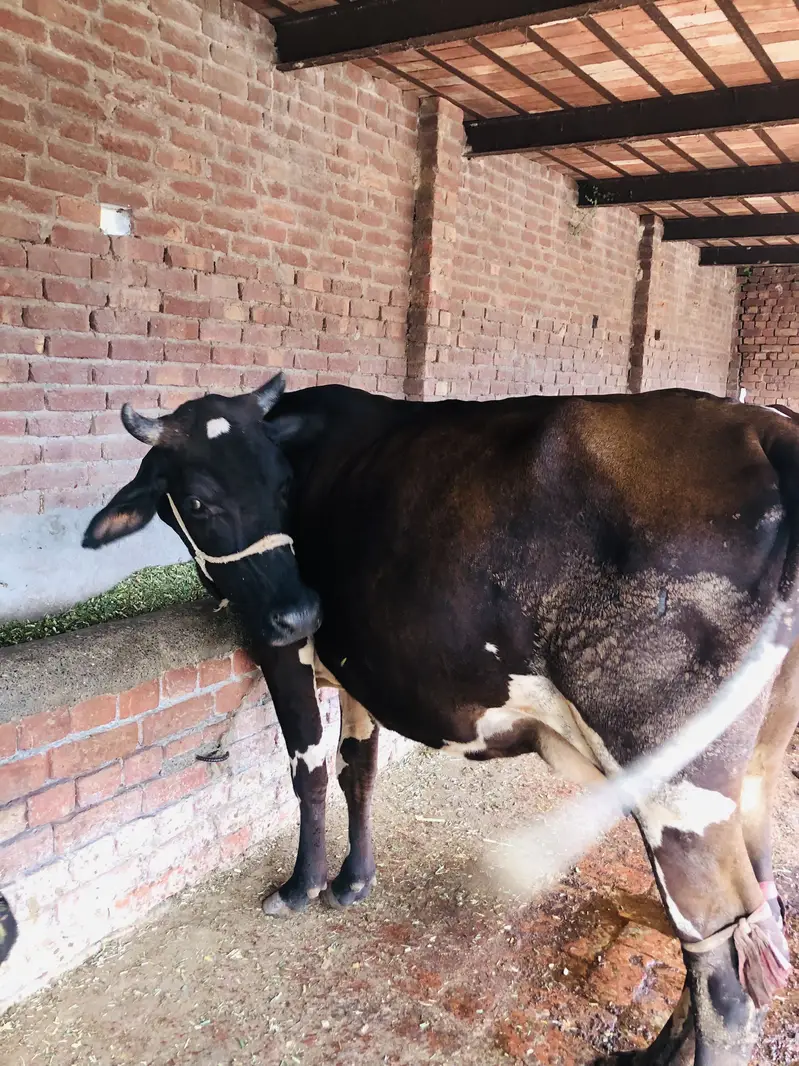 Friesian cross cow — photo 4