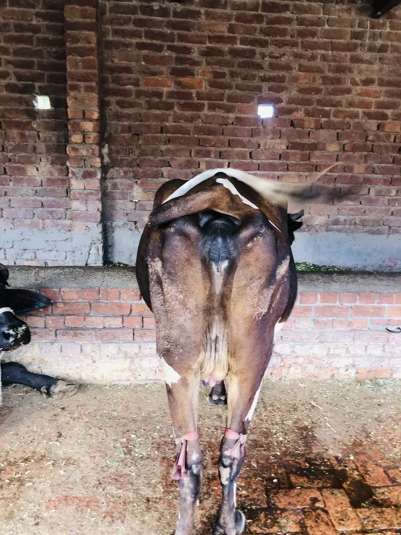Friesian cross cow — photo 5