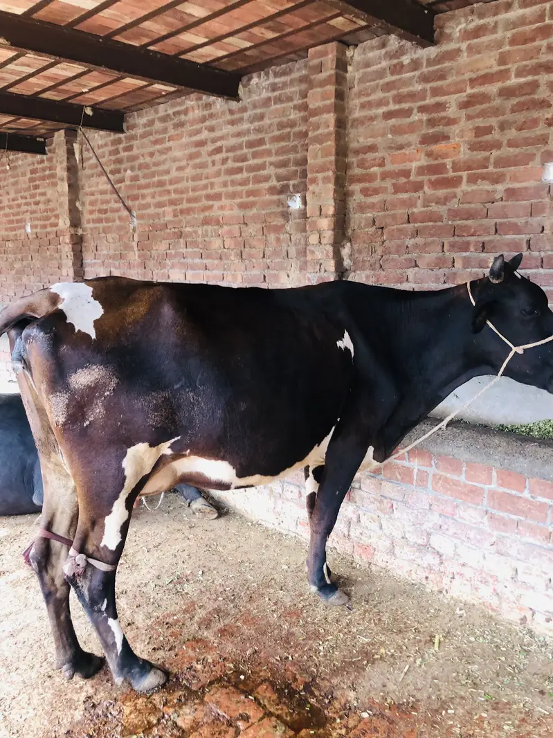Friesian cross cow — photo 6
