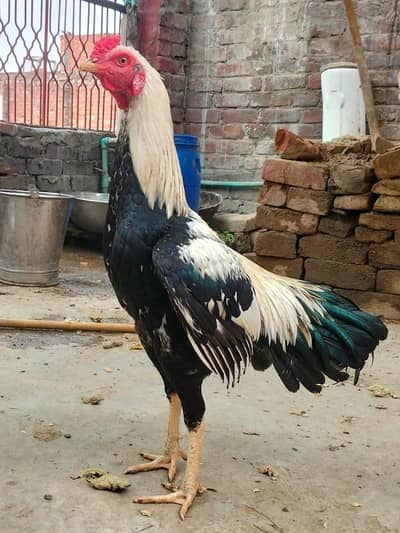 aseel jorha hai murgi parhy wali hai