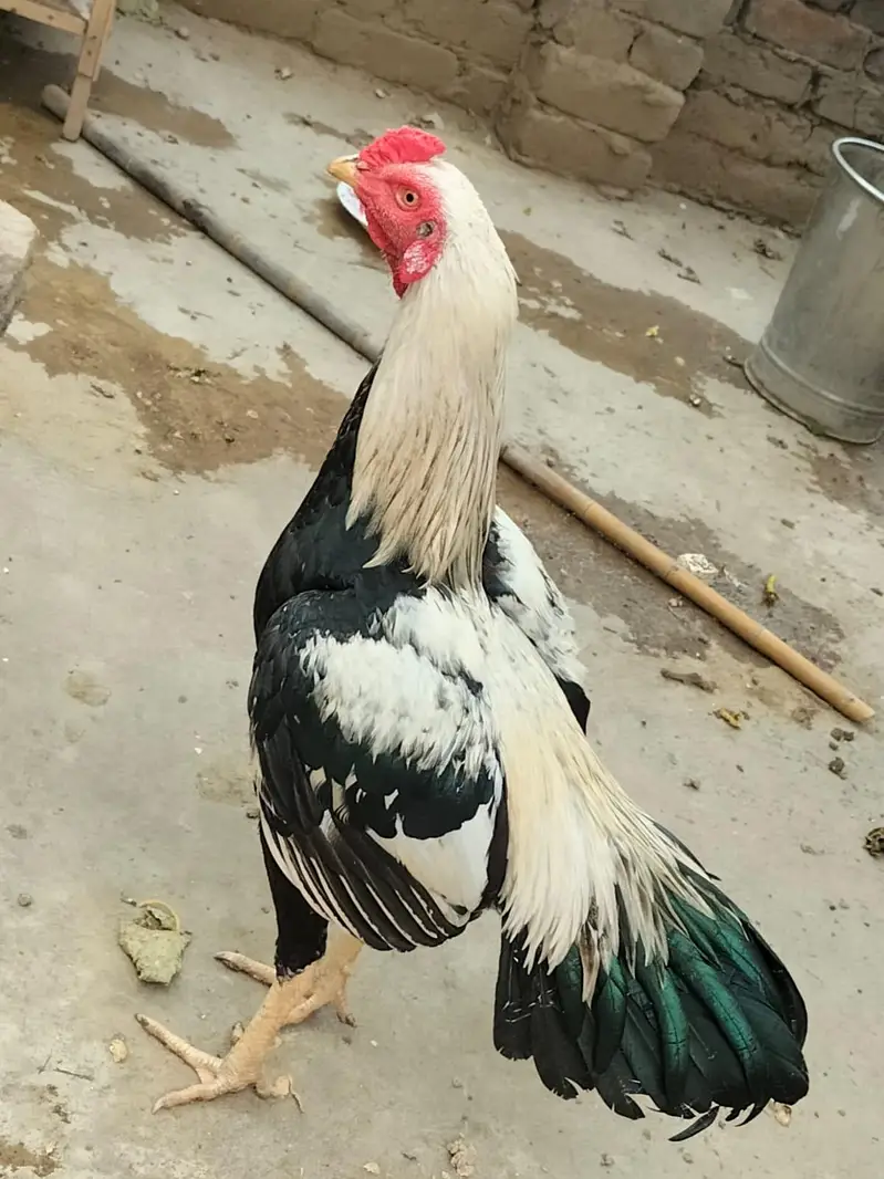 aseel jorha hai murgi parhy wali hai — photo 2