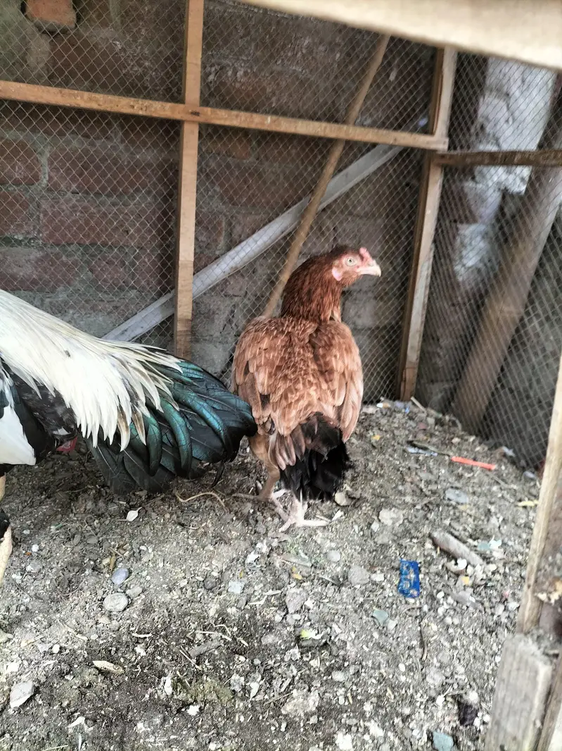 aseel jorha hai murgi parhy wali hai — photo 3