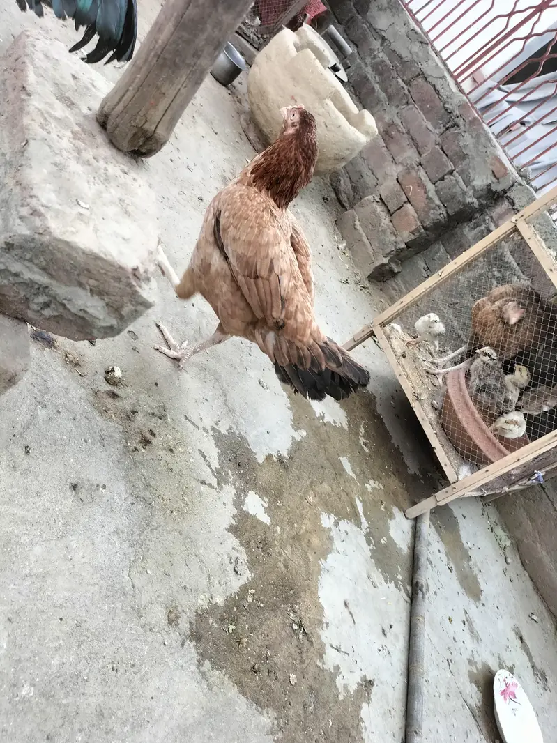 aseel jorha hai murgi parhy wali hai — photo 4
