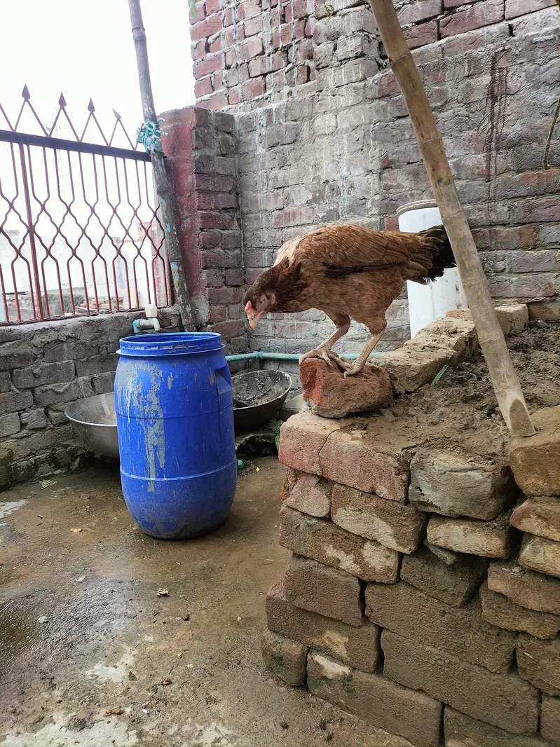 aseel jorha hai murgi parhy wali hai — photo 5