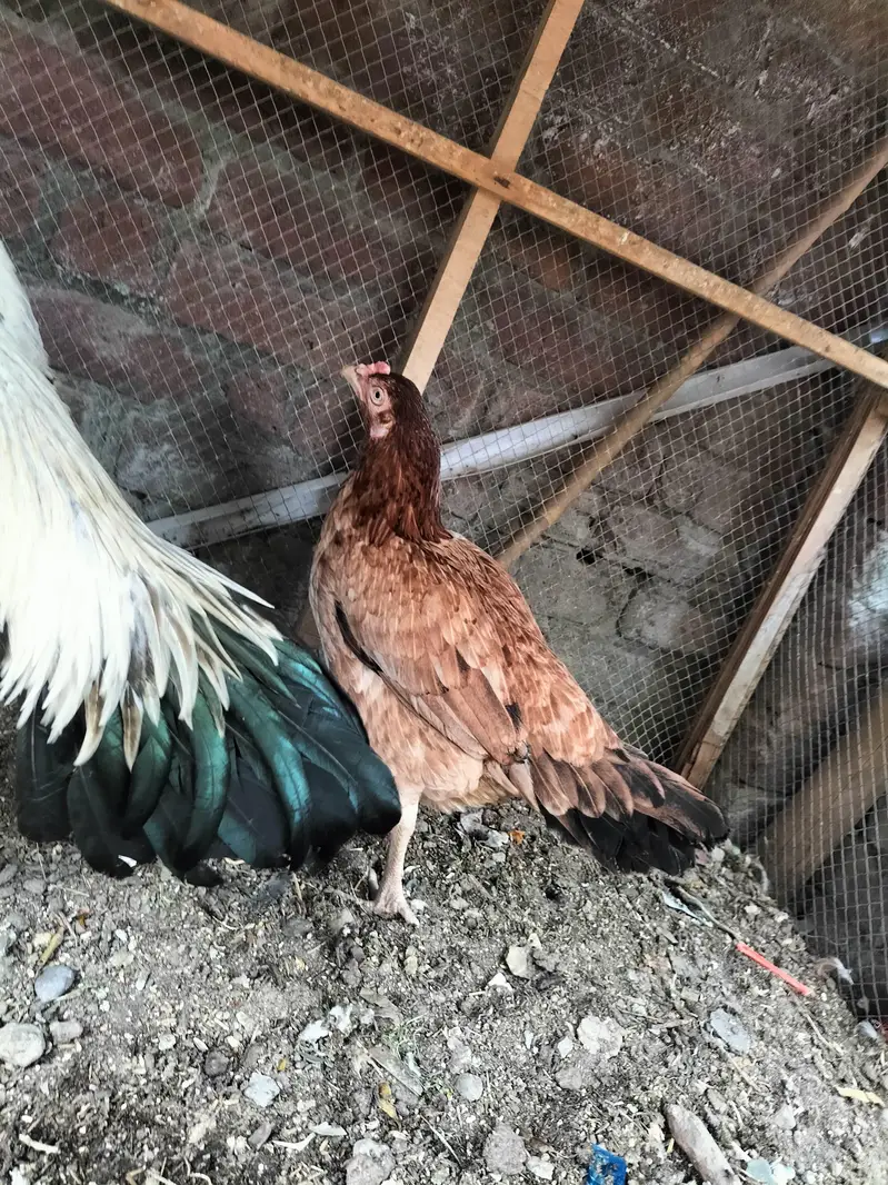 aseel jorha hai murgi parhy wali hai — photo 6