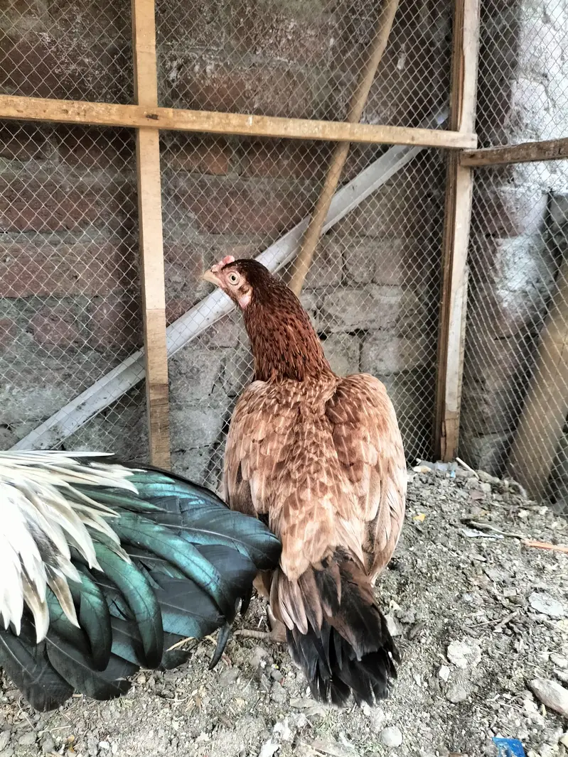 aseel jorha hai murgi parhy wali hai — photo 7