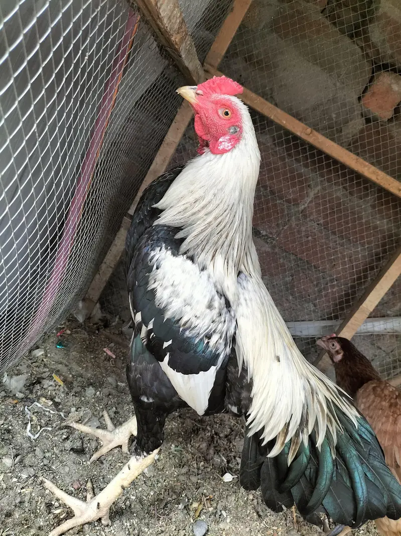 aseel jorha hai murgi parhy wali hai — photo 8